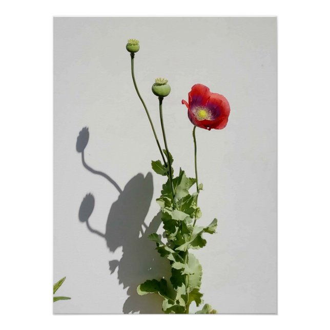 Póster A beleza também é a Besta. (Frente)