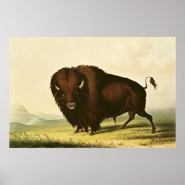 Póster A Bison, c.1832 (Frente)