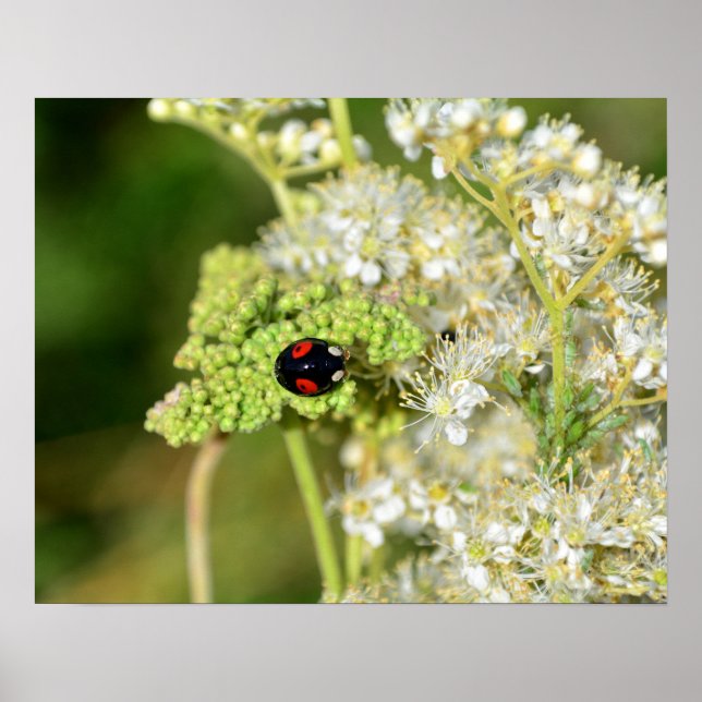 Poster A black ladybug with red spots  (Frente)