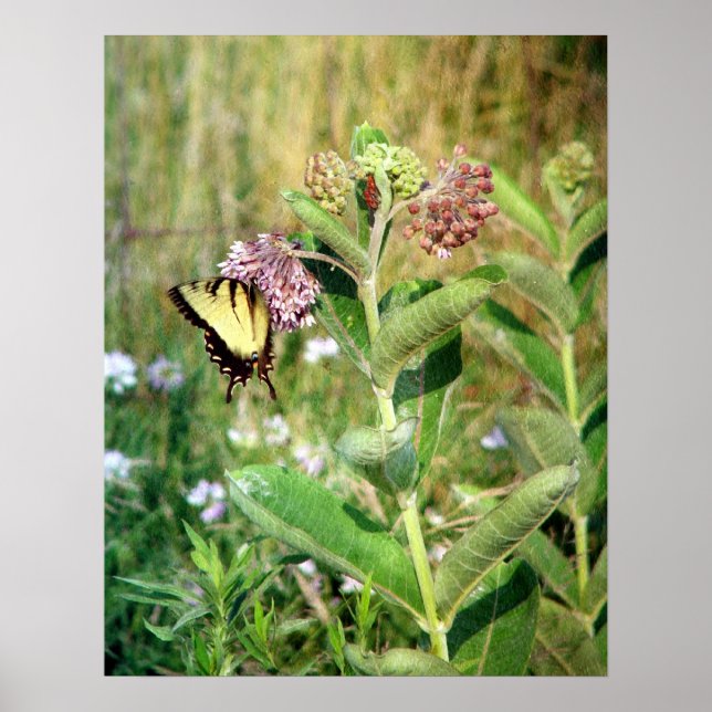 Poster A Borboleta e a Milkweed (Frente)