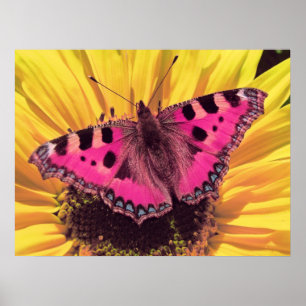 Póster A borboleta é uma flor do vôo