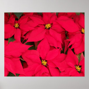 Poster A bunch of Brightly Colored Christmas Poinsettias