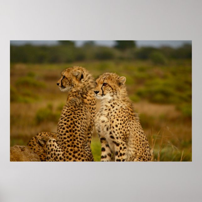 POSTER A CAÇA (Frente)