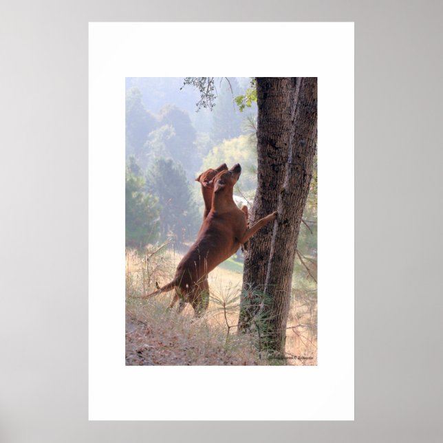 Póster A Caça do Esquilo (Frente)