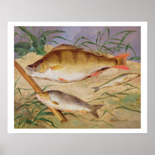 Póster A captura de um pescador dos peixes grosseiros