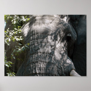 Póster A cara do elefante