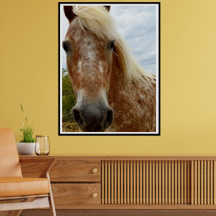 Poster "A Carona de Açúcar: A Graça de Appaloosa"