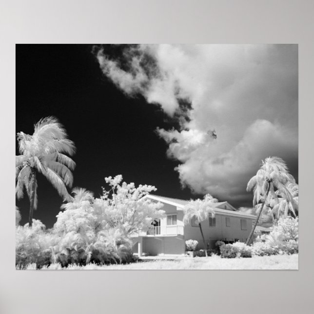 Poster A casa da Flórida Keys e suas palmeiras, EUA. (Frente)