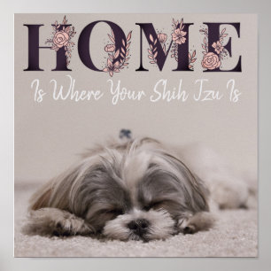 Poster A Casa É Onde Está O Seu Shih Tzu
