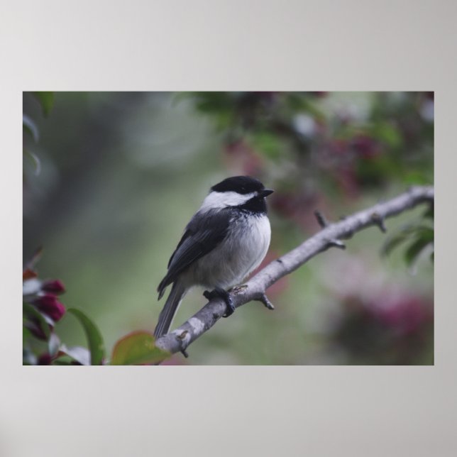 Póster A Chickadee (Frente)