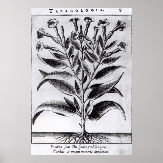 Póster A Cigarro Plant, 1622 (Frente)