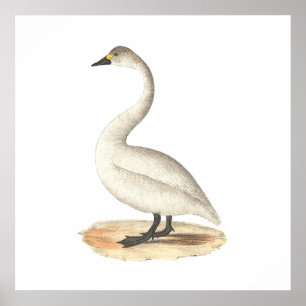 Poster A cisne americana (Cygnus americano)