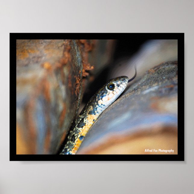 Poster A Cobra de Chicote Ferradura Evasiva (Frente)