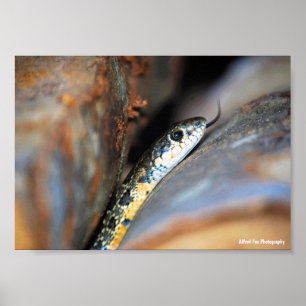 Poster A Cobra de Chicote Ferradura Evasiva