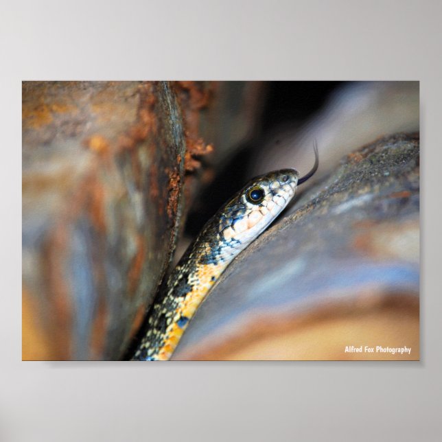 Poster A Cobra de Chicote Ferradura Evasiva (Frente)