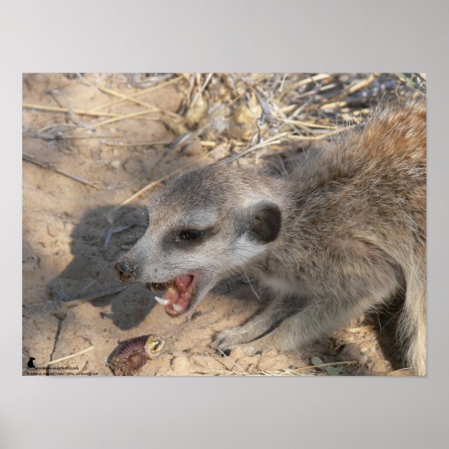 Póster A Coleção Fluffernutter - Comendo (Frente)