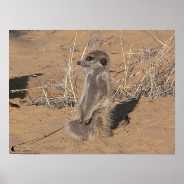 Póster A Coleção Fluffernutter - Sol (Frente)