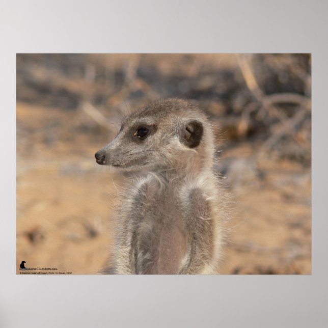 Póster A Coleção Fluffernutter - Sonhar (Frente)