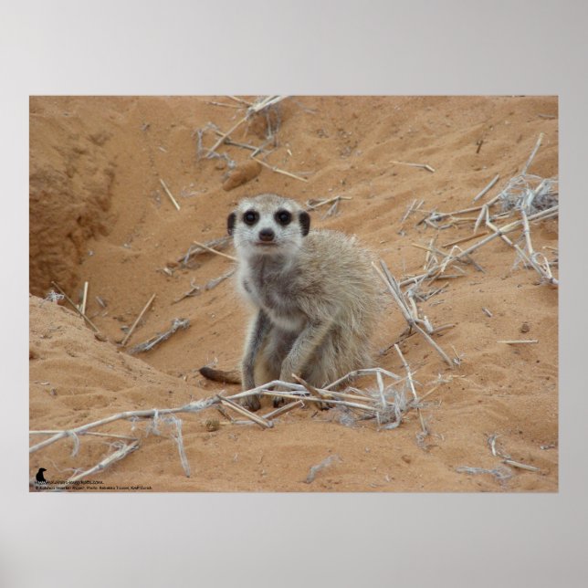 Poster A Coleção Fluffernutter - Sorrir (Frente)