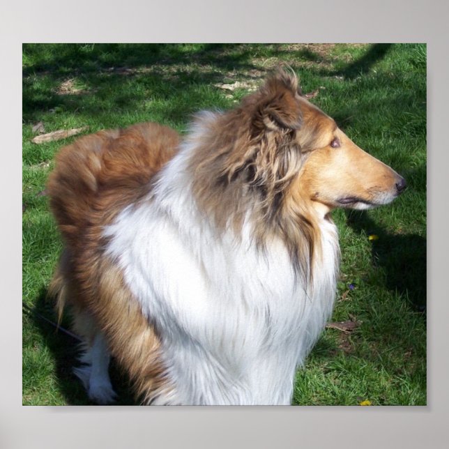 POSTER A COLLIE (Frente)