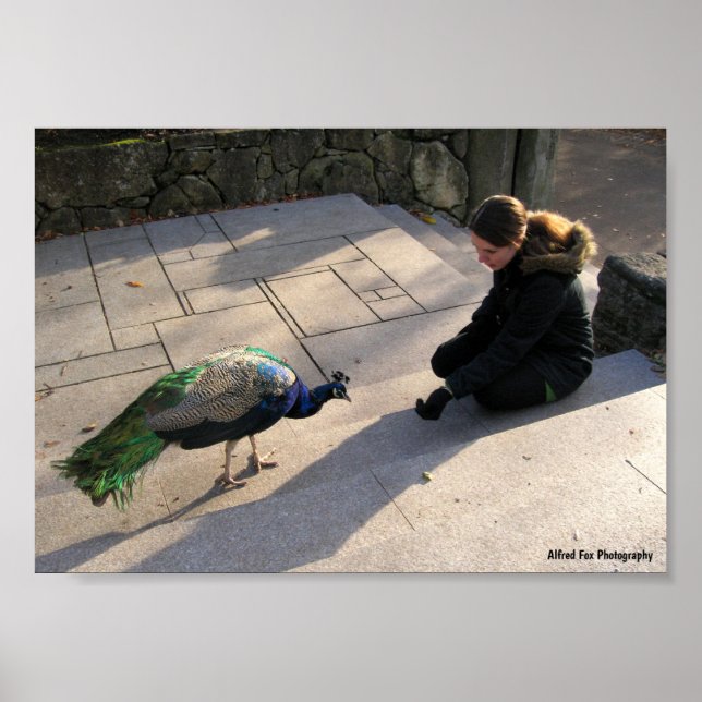Poster A Confiança de um Pavão (Frente)