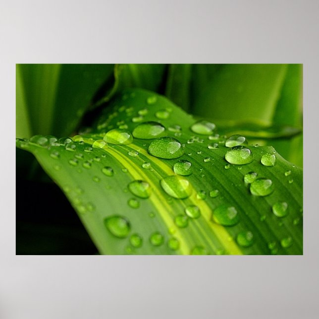 Poster A Cor da Chuva. (Frente)