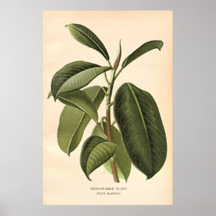 Póster A cor do século XIX antiga floresce o litho