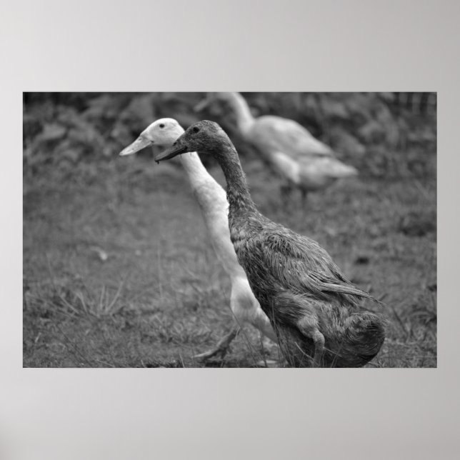 Poster A Corrida dos Patos (Frente)