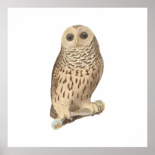 Poster A coruja barrada	(nebulosa de Ulula)