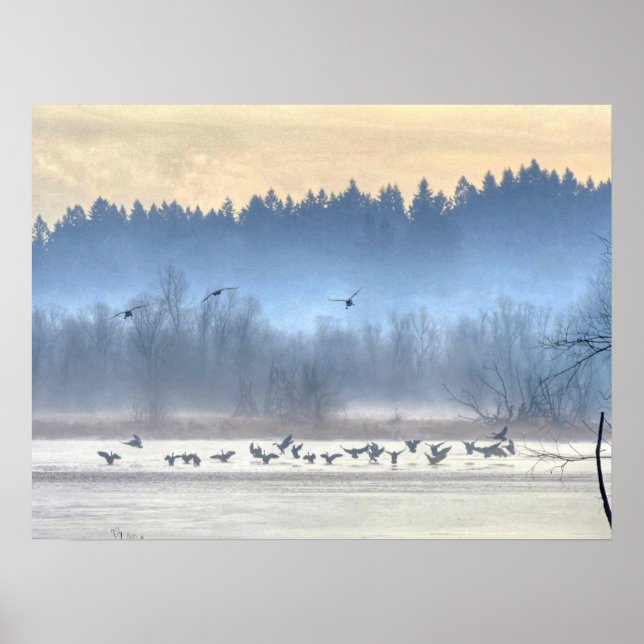 Póster A dança dos patos1 (Frente)