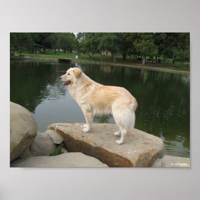 Poster A Dog At A Pond (Frente)