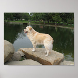 Poster A Dog At A Pond