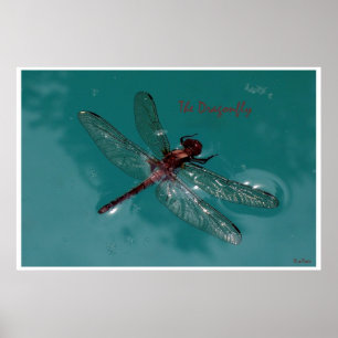 Poster A Dragonfly