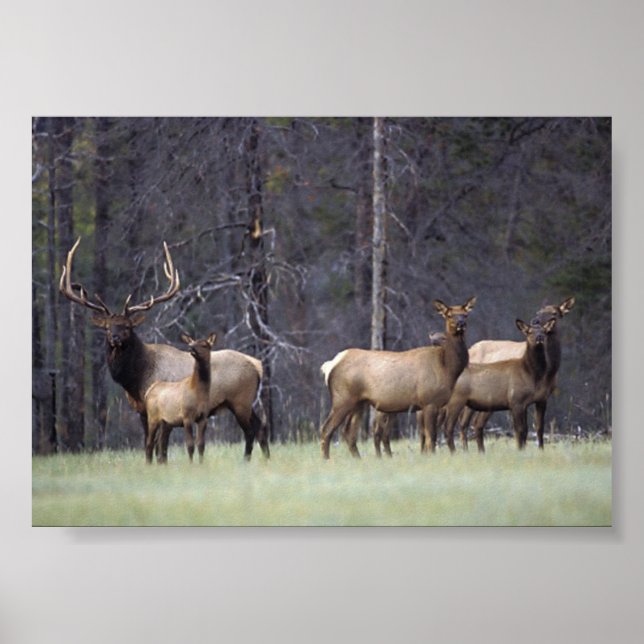 Póster A e o seu Hamer (Frente)