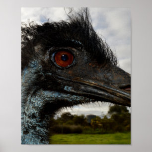 Poster A Emu Australiana Se Encerra. Pôster