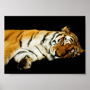 Poster A Estampa do Amur Adormecido