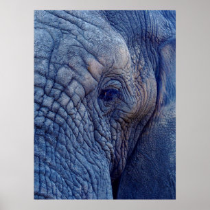 POSTER A EXPERIÊNCIA CAMINHA COM OS ELEFANTES E QUE TAL 