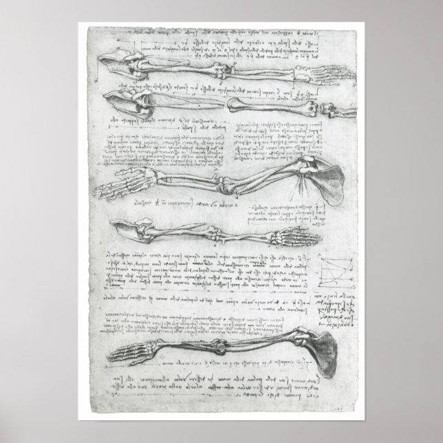 Poster A Extremidade Superior, Leonardo da Vinci (Frente)
