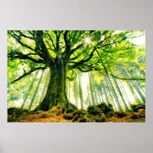 Poster A faia de Ponthus