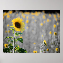 Poster A Field of Sunflowers