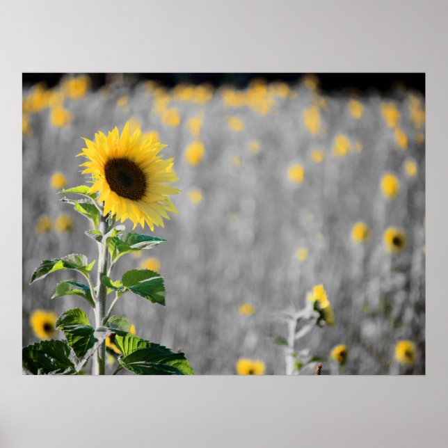 Poster A Field of Sunflowers (Frente)