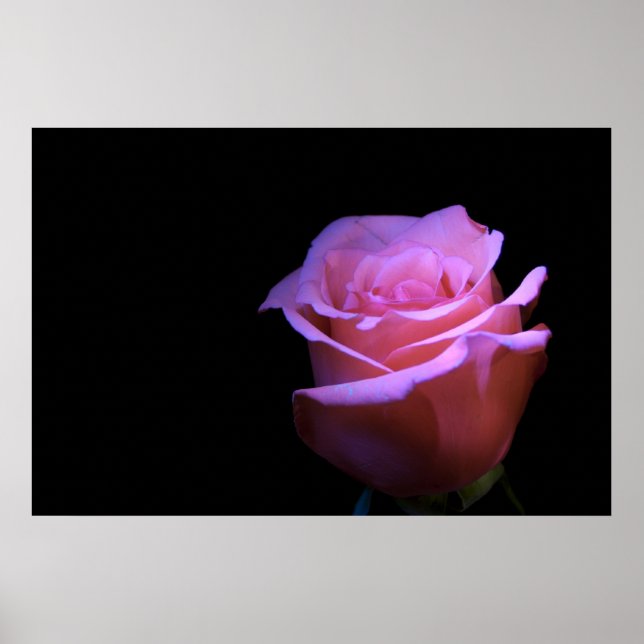 Poster A Flor Mais Doce que Explode... (Frente)