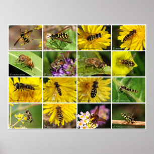 Póster A flor voa
