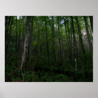 Póster A floresta