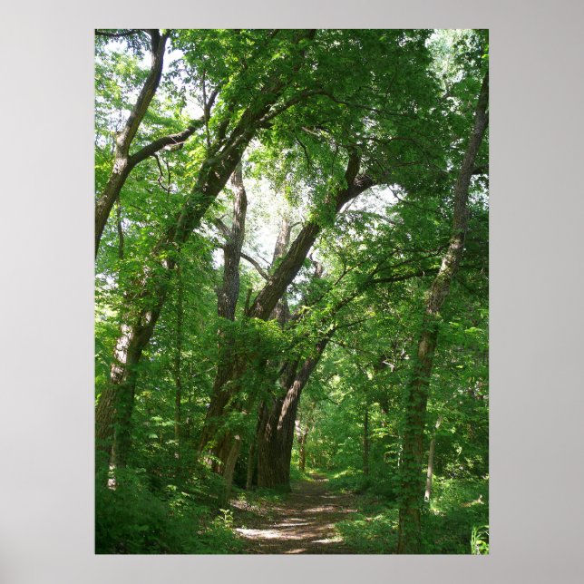 Poster A Floresta (Frente)