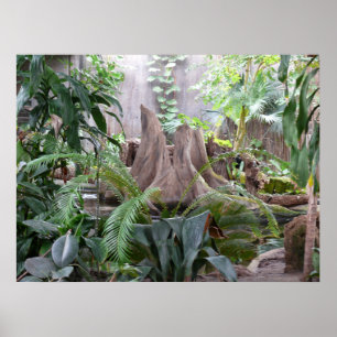 Póster A floresta húmida