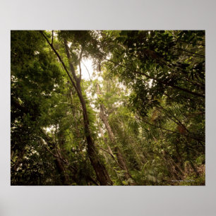 Póster A floresta húmida tropical o rio de Daintree