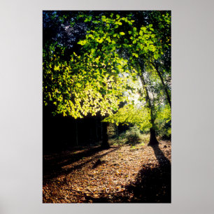 Póster A floresta na Primavera