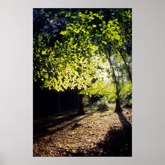 Póster A floresta na Primavera (Frente)
