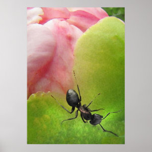 Póster A Formiga e a Península
